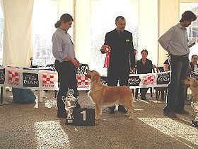 honden fokkers en hond foto's